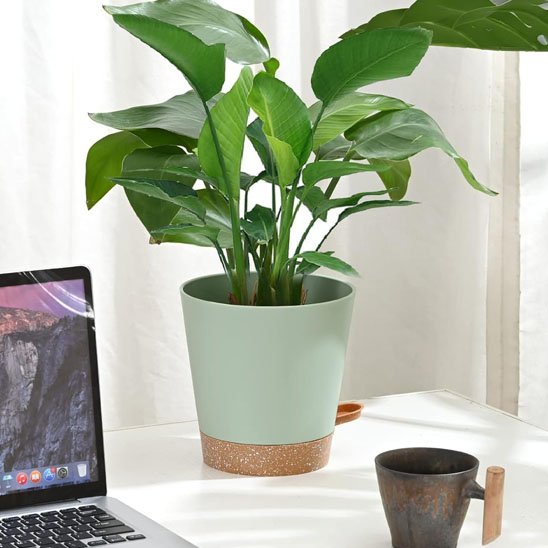 Pot_de_fleur_beaute_plante_Bromeline