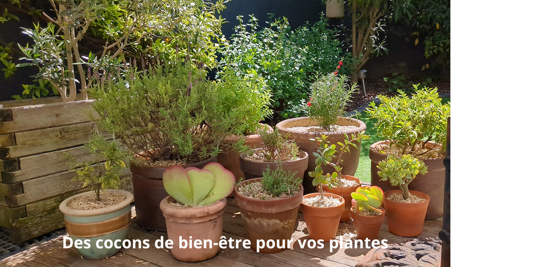 Pot de fleurs : créez des oasis de verdure qui embellissent vos espaces intérieurs et extérieurs