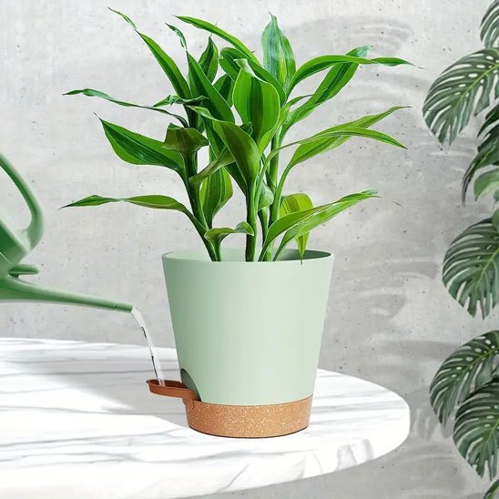 Pot de fleur arrosage facile Bromeline