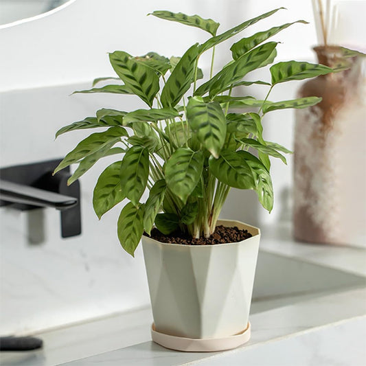 Pot de fleur blanc plante Modern'Pot