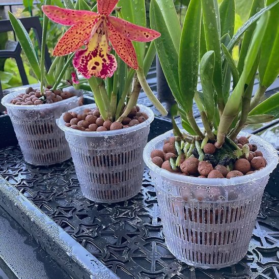 Pot de fleur floraison demultiplié Orchidys