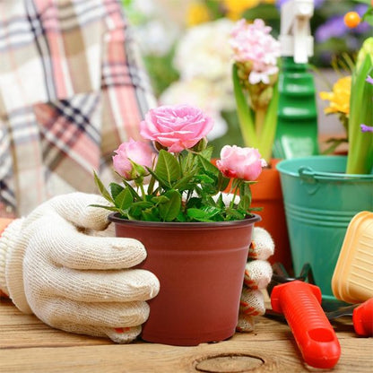 Pot de fleur joie croissance plante Pepinia