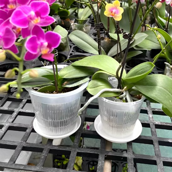 Pot de fleur epanouie Orchidys