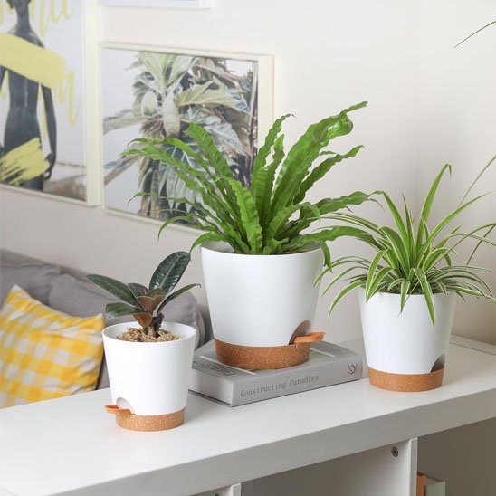 Pot de fleur protège meuble liège Bromeline