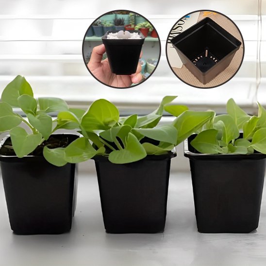 pot de fleur couleur noire absorption chaleur