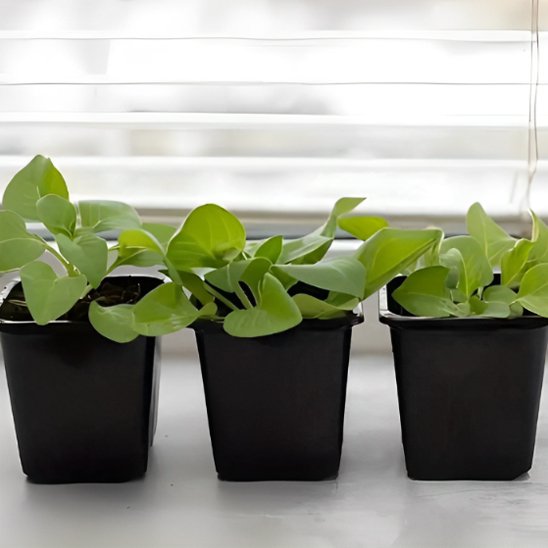 pot de fleur economique