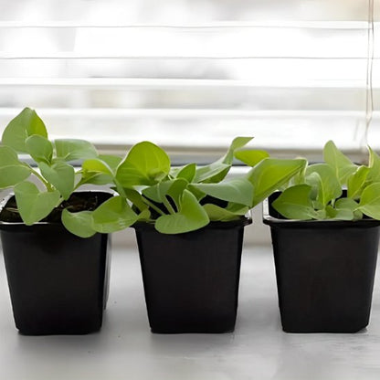 pot de fleur economique